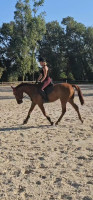 Vente de cheval : Nino