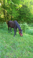 Vente de cheval : Akela et Bagheera