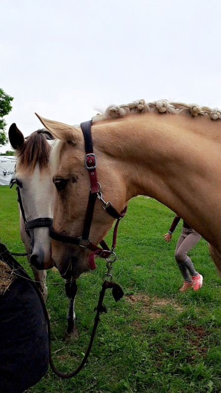 Vente de cheval : Idylio de Grange 