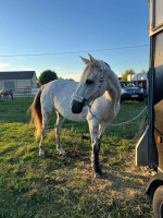 Vente de cheval : Lenyblue