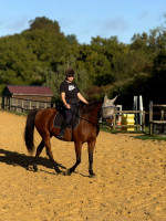 Vente de cheval : Guyane Garettoise