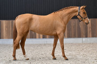Vente de cheval : Surprise