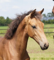 Vente de cheval : Unica Gold