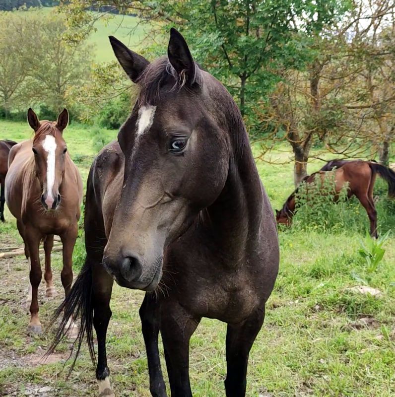 Vente de cheval : Rodabeh