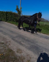 Vente de cheval : Vigo