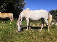 Vente de cheval : Doum�e du Plessix
