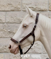 Vente de cheval : Zuri