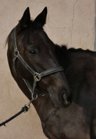 Vente de cheval : Littoral