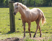 Vente de cheval : P�n�lope de la Gronde