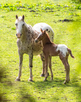 Vente de cheval : Queen de la Gronde