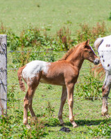 Vente de cheval : Quentin de la Gronde
