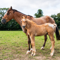 Vente de cheval : Paname de la Gronde