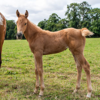Vente de cheval : Pnlope de la Gronde