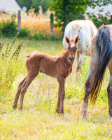 Vente de cheval : Queen de la Gronde