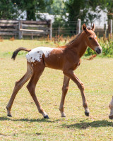 Vente de cheval : Quentin de la Gronde