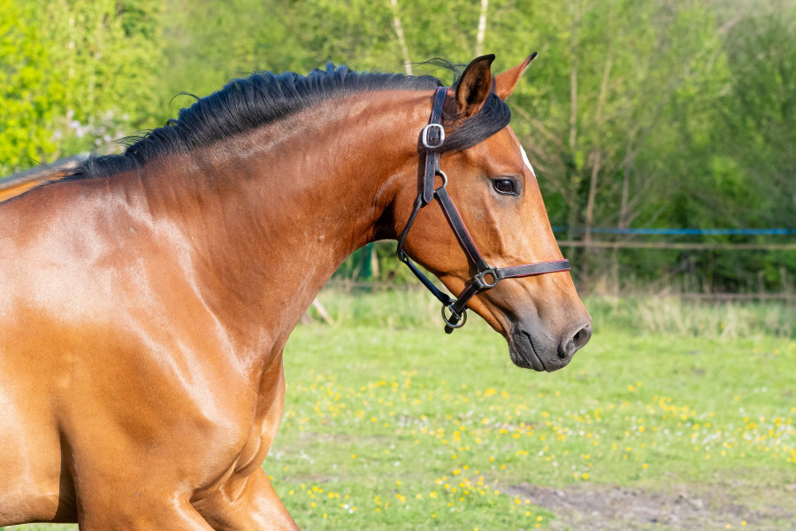Vente de cheval : Kabila