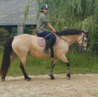Vente de poney