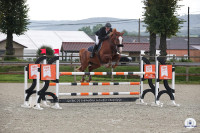 Vente de cheval : Guinesse Grisabelles