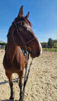 Vente de cheval : Birmane des Cresles