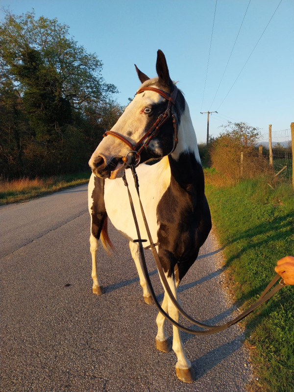 Vente de cheval : Ginko Amigo Midnight