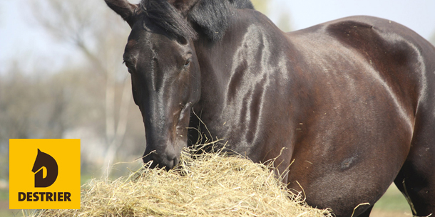 Alimentation du cheval fondements
