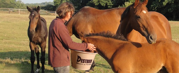 Cheval Alimentation Manger