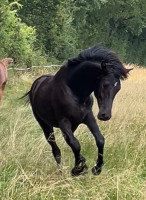 Vente de cheval : hadj du gremillon