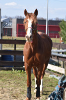 Vente de cheval : Joy love blue 