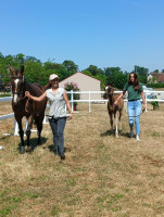 Vente de cheval : QOSY DREAM 