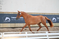 Vente de poney