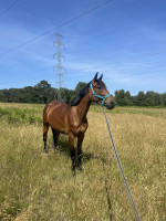 Vente de cheval : Mlanie chrie 