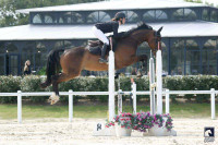 Vente de cheval : Jingle Jungle VDH