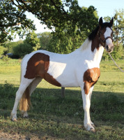 Vente de poney
