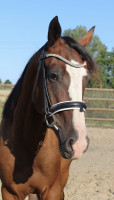 Vente de cheval : Nem