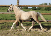 Vente de poney