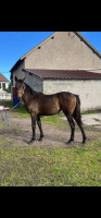 Vente de cheval : Pandore du Chanoir