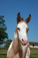 Vente de cheval : Qolorstar Fantazy 