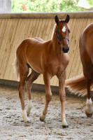 Vente de poney