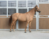 Vente de cheval : Nem Du Petit Rosier 