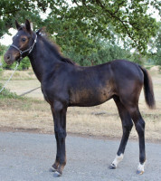 Vente de poney