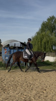 Vente de cheval : Swing 