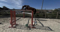 Vente de cheval : Mama R Delalliance 