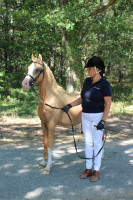 Vente de poney
