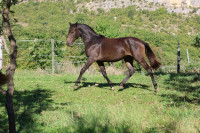 Vente de cheval : Priam d�Iso