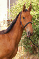 Vente de cheval : PIPPIN