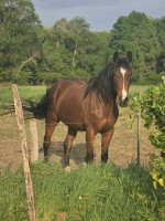 Vente de cheval : HIRONDE DE FAUVEAU