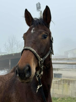 Vente de cheval : ROB GIRL R DU GRAND ROUTHEUX Z