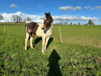 Vente de cheval : One million 