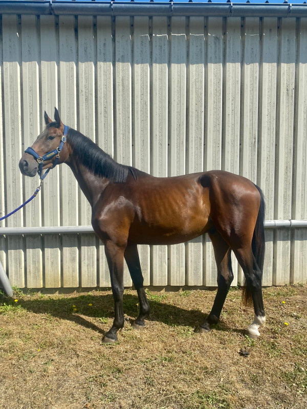 Vente de cheval : Que me voici bertaucourt 