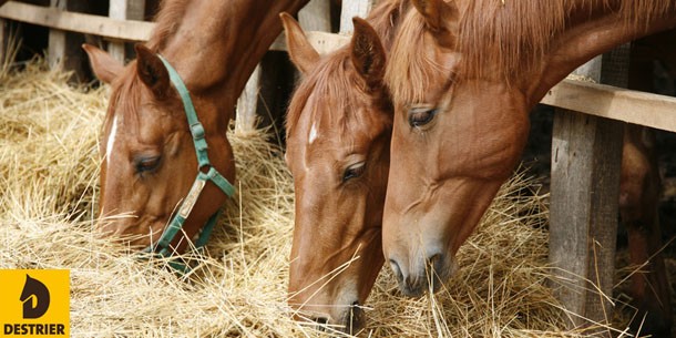 Bouchon oesophagien cheval